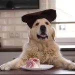 Comida casera para perros gordos