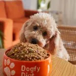 importancia comida natural para perros