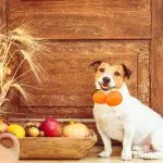 dieta BARF para perros