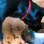 piensos perros problemas alimentarios