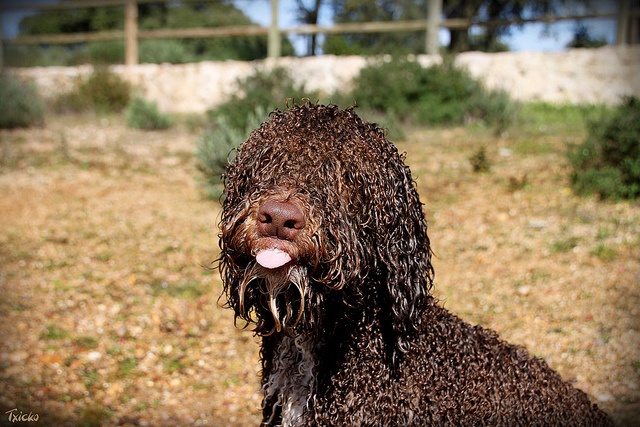 Perro de agua español