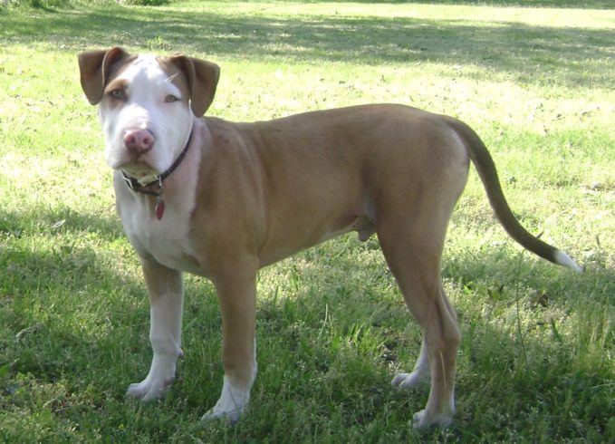 Cachorro de American PitBull Terrier