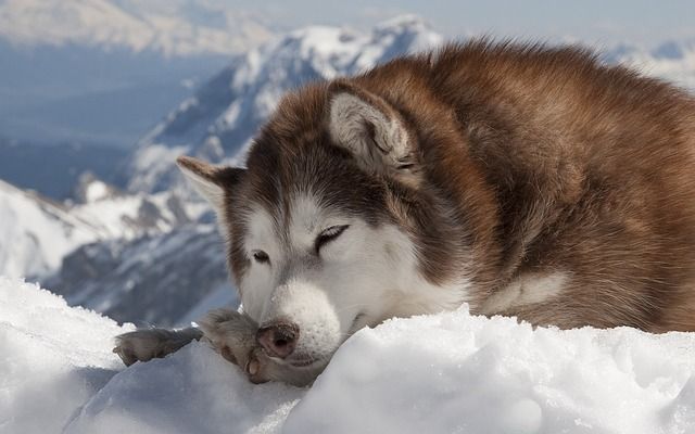 Cuidados del perro en invierno