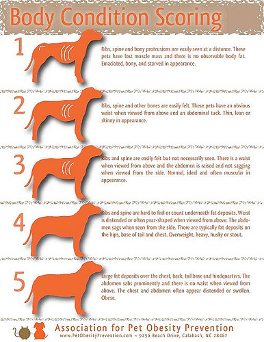 Alimentación natural para perros: todo lo que deberías saber