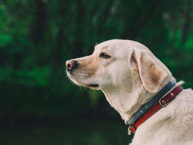 Anzai Una oración Transparente Los mejores collares antiparasitarios para perros