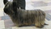 Skye Terrier peinado