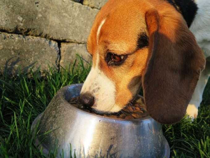 beagle comiendo pienso -Alimentos prohibidos para perros