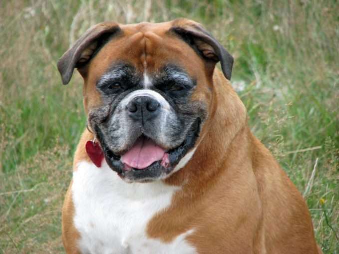 Boxer con obesidad - artritis canina