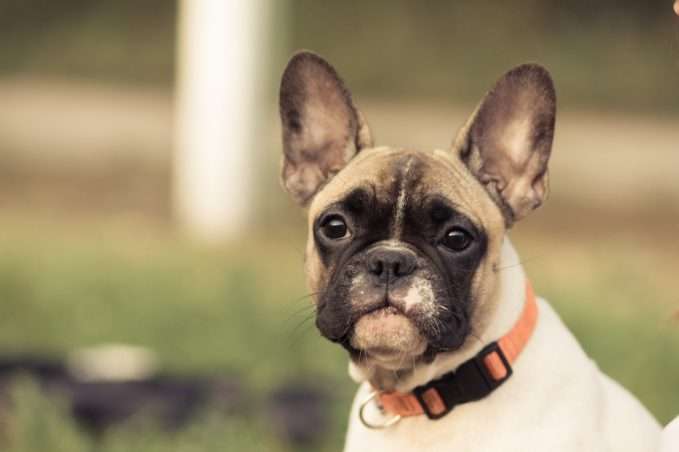 Causas y tratamiento del glaucoma en perros