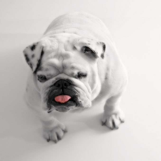 perro-braquicéfaleo -obesidad en el perro