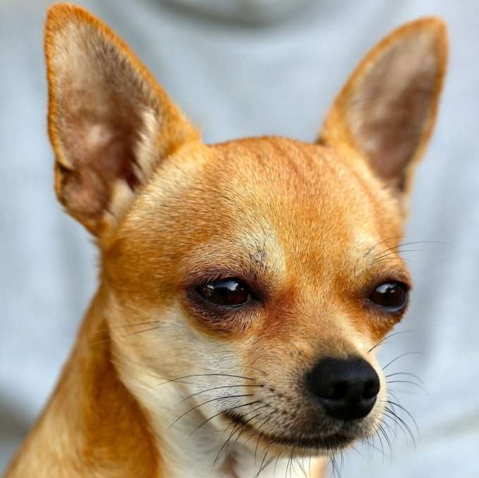 Chihuahua características del perro más pequeño del mundo