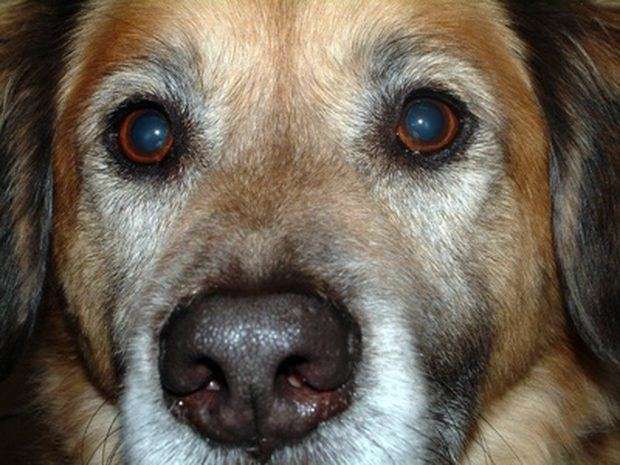 Detener curva métrico Cataratas en perros: causas, síntomas y tratamientos