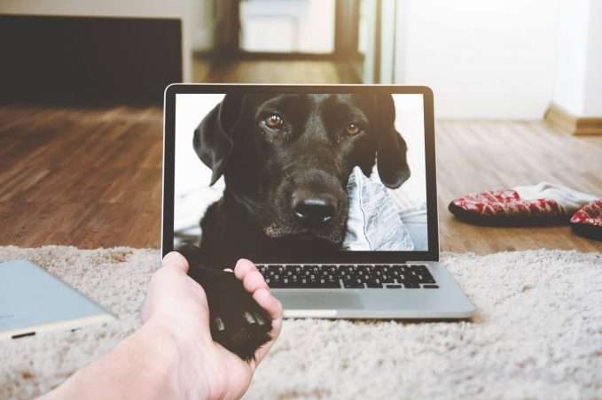 perro pantalla ordenador dando patita