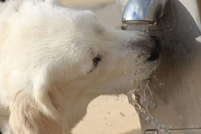 perra bebiendo agua