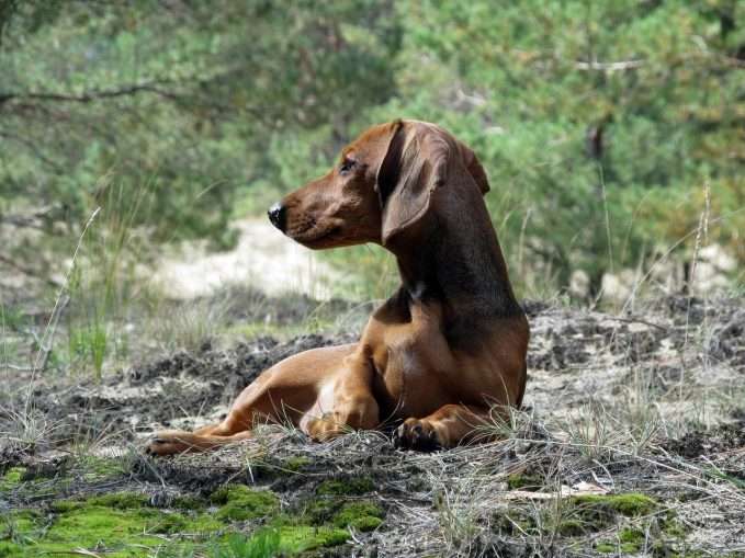 perro-salchicha-marron