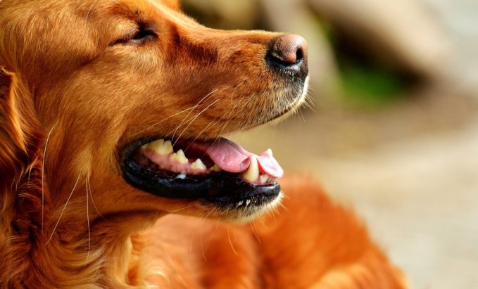 El estornudo inverso en perros