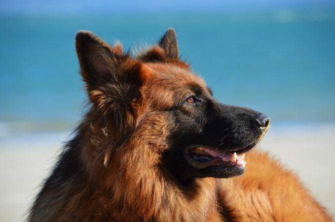 Cuidado con el azufre para perros: está prohibido
