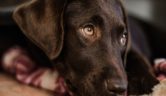 Efectos secundarios de las vacunas en perros
