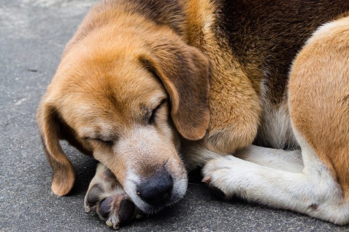 Meningitis en perros: todo lo que tienes que saber