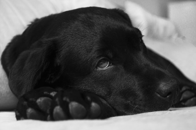 ¿Qué es la leptospirosis en perros?