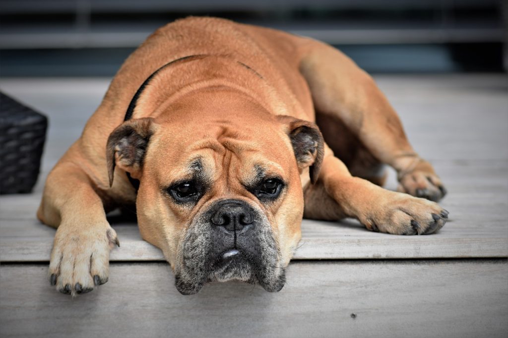 Granos en perros: ¿pueden tener los perros acné?