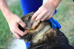limpieza de oídos en perros